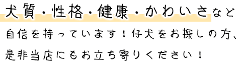 犬質・性格・健康・かわいさなど自信を持っています！仔犬をお探しの方、是非当店にもお立ち寄りください！